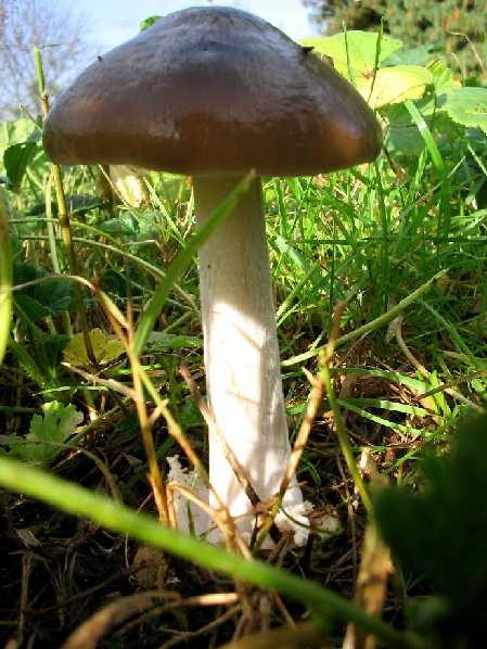 Nel giardino di Fior............